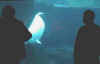 Aquarium7.jpg (4429 bytes)