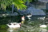Ducks.JPG (402759 bytes)