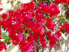 Miami-Flora.JPG (219428 bytes)